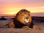 lion