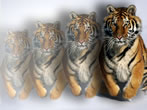 tigre