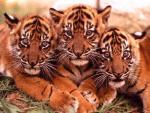 les felins